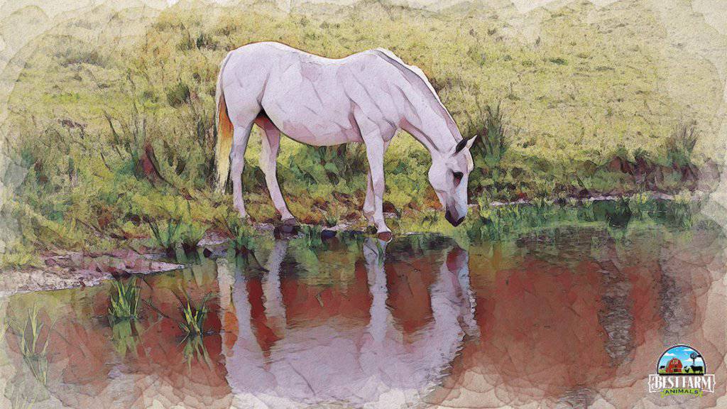 A horse must drink 5-10 gallons of water per day