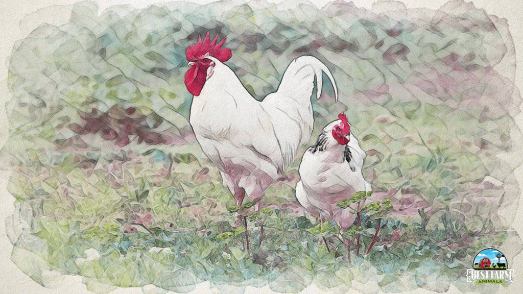 Bresse chickens in USA are called American Bresse Chicken DLX1 PS