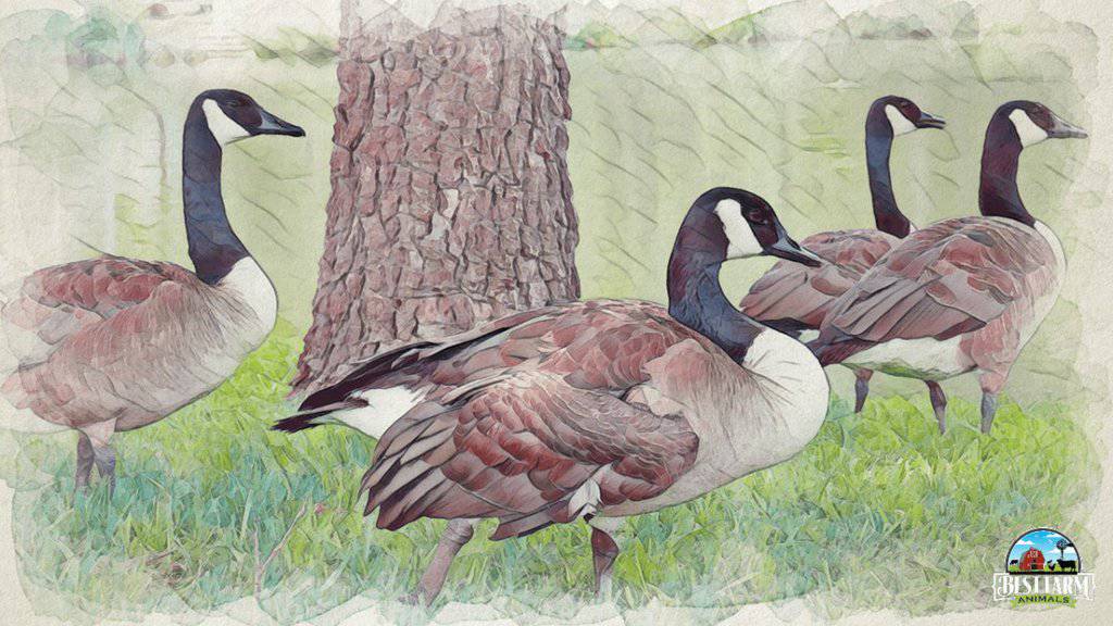 Limit the amount of geese in a flock to reduce noise of your geese DLX1 PS