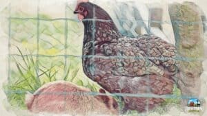 Rabbits and chickens can be together but keep in mind the differences in them DLX1 PS