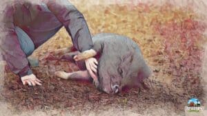 Steps to Extend a Pig’s Lifespan is ensuring their happiness