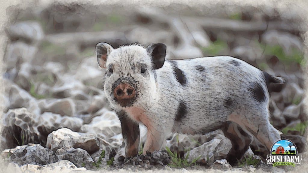 Teacup pigs are unhealthy but mini pigs can live a long time
