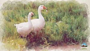 You should raise a miniature duck because they have their own worth in the homestead DLX2 PS