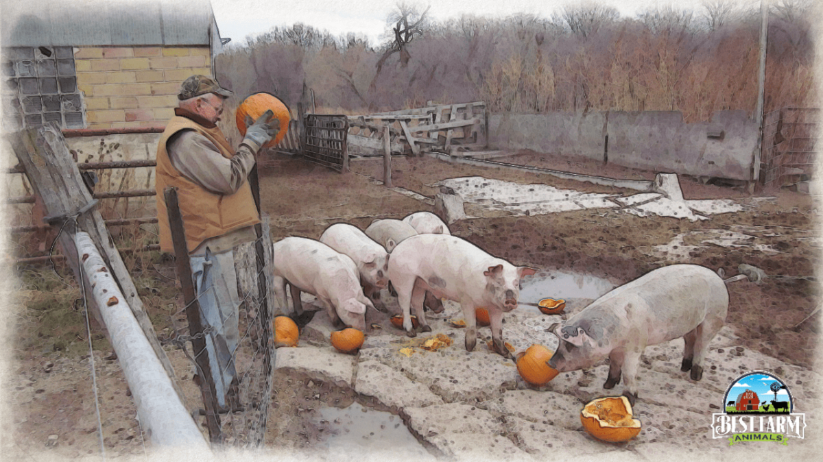 All kinds of squash are suitable for pigs