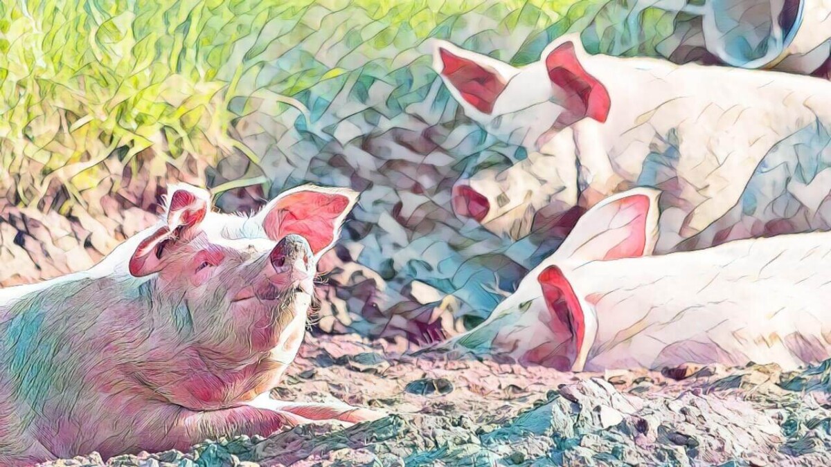 Dippity pig syndrome is a horrible disease for pigs to contract