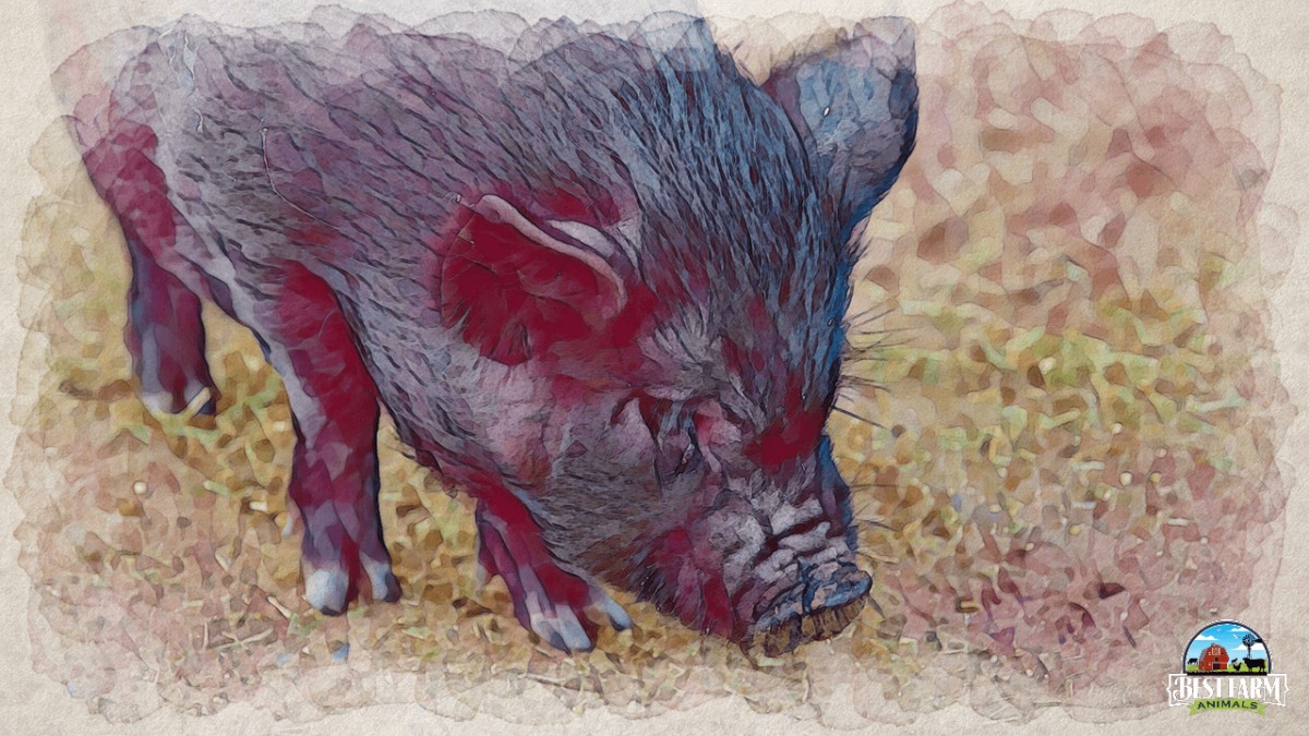 Lethargic, sick pig may have swine influenza