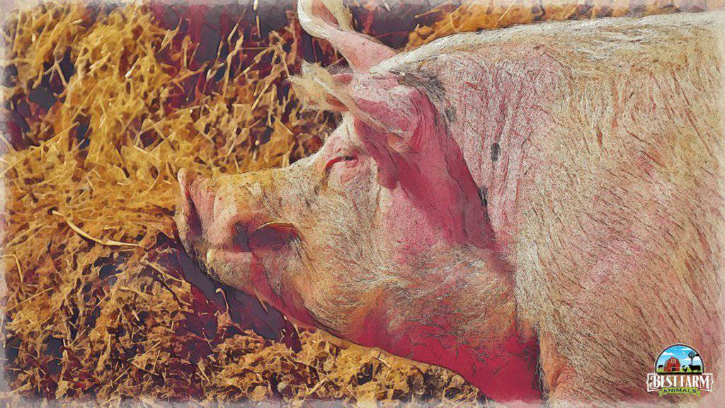 Pig sunburn causes skin irritation to pigs