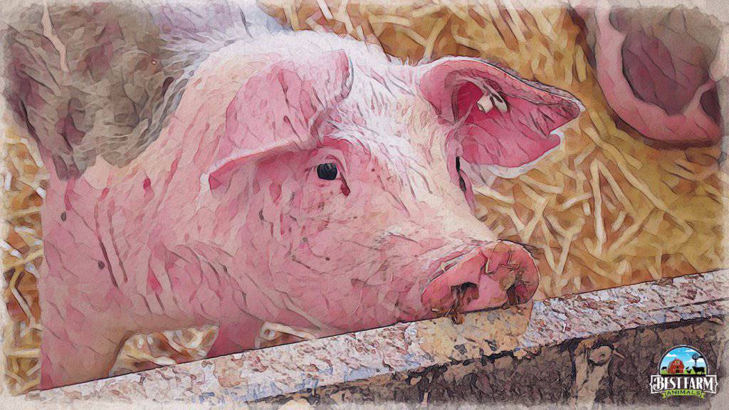 Pigs With Swine Pox Have Red Spots And Scabs DLX2 PS