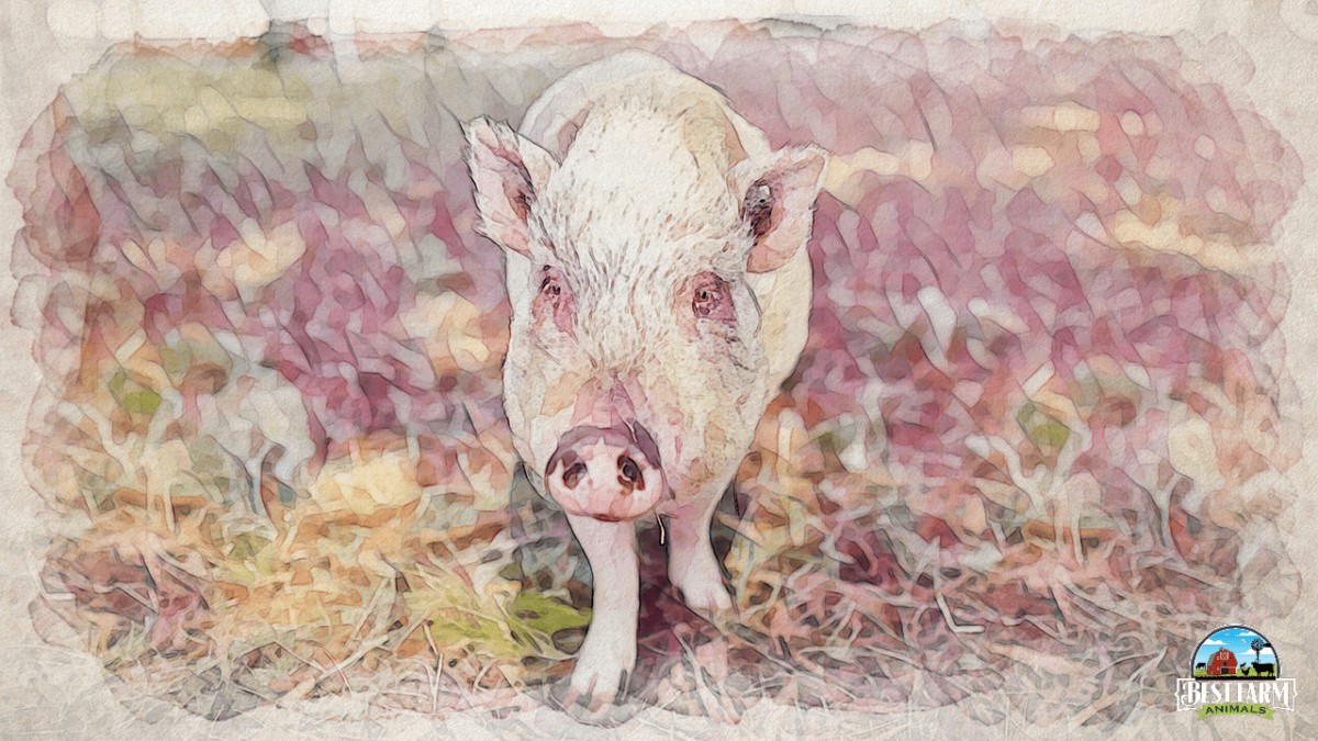 Porcine Stress Syndrome in pigs has several identifying symptoms