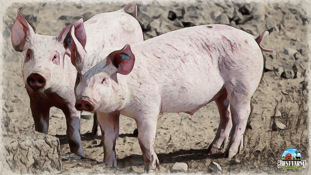 Pseudorabies, Aujeszky's disease is literally drives pigs mad with scratching