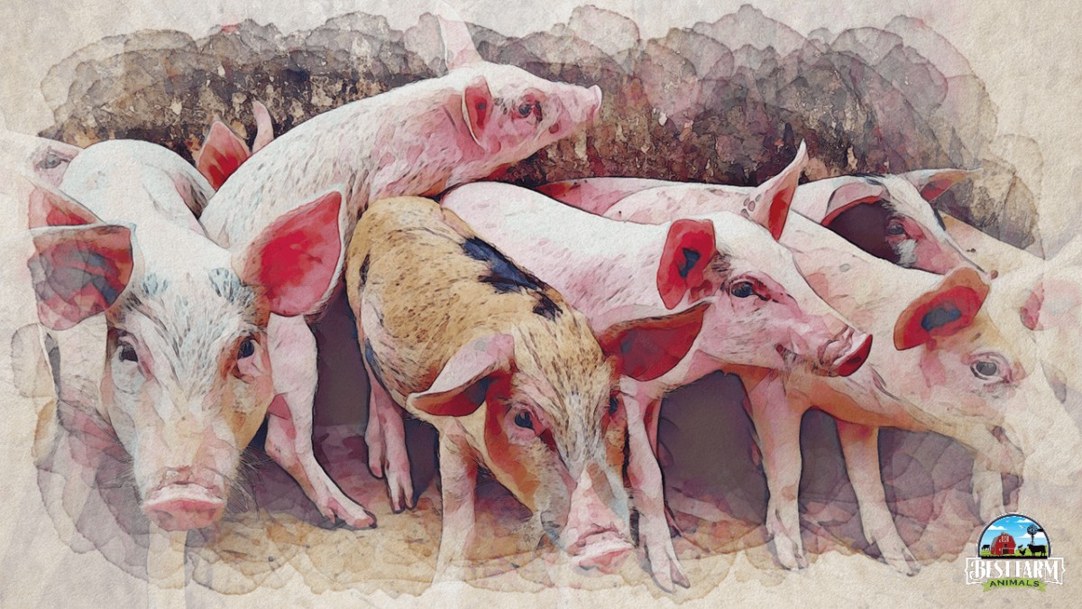 Shaking pig can be catastrophic to the herd