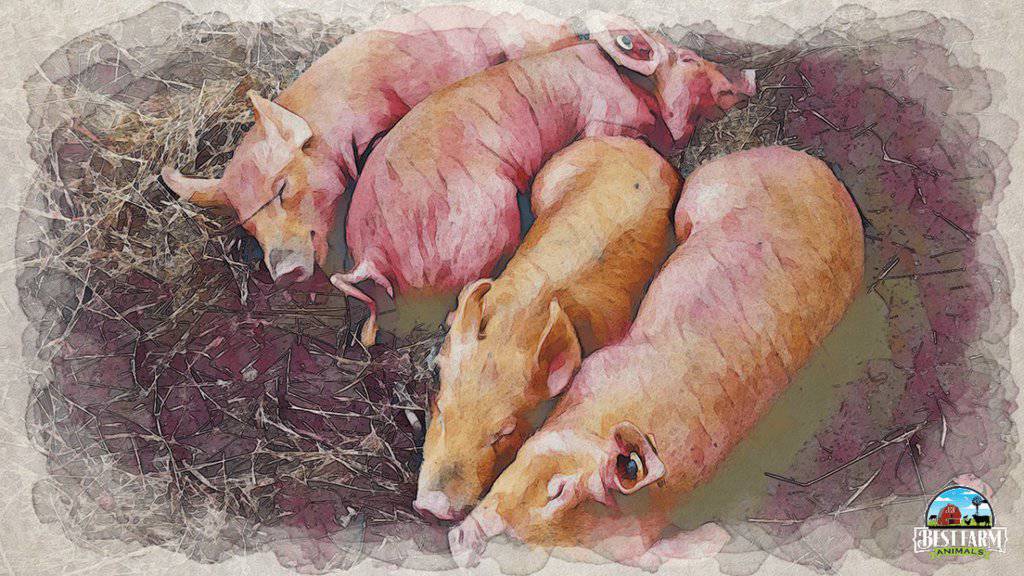 Swine Trichinosis in pigs is caused by the parasite Trichinella Spiralis