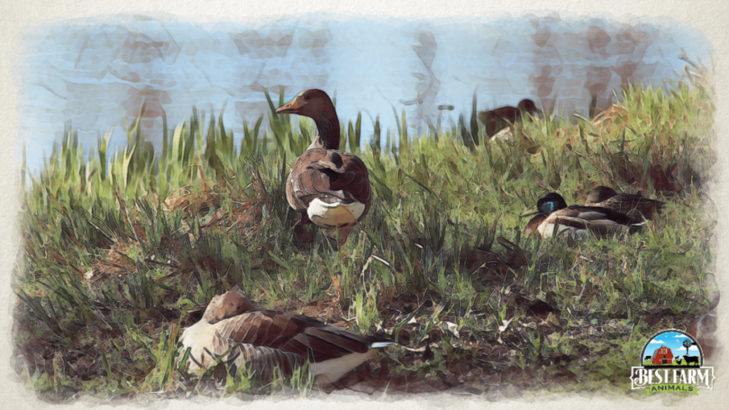 Worms in Ducks: How to Prevent and Treat Duck Parasites