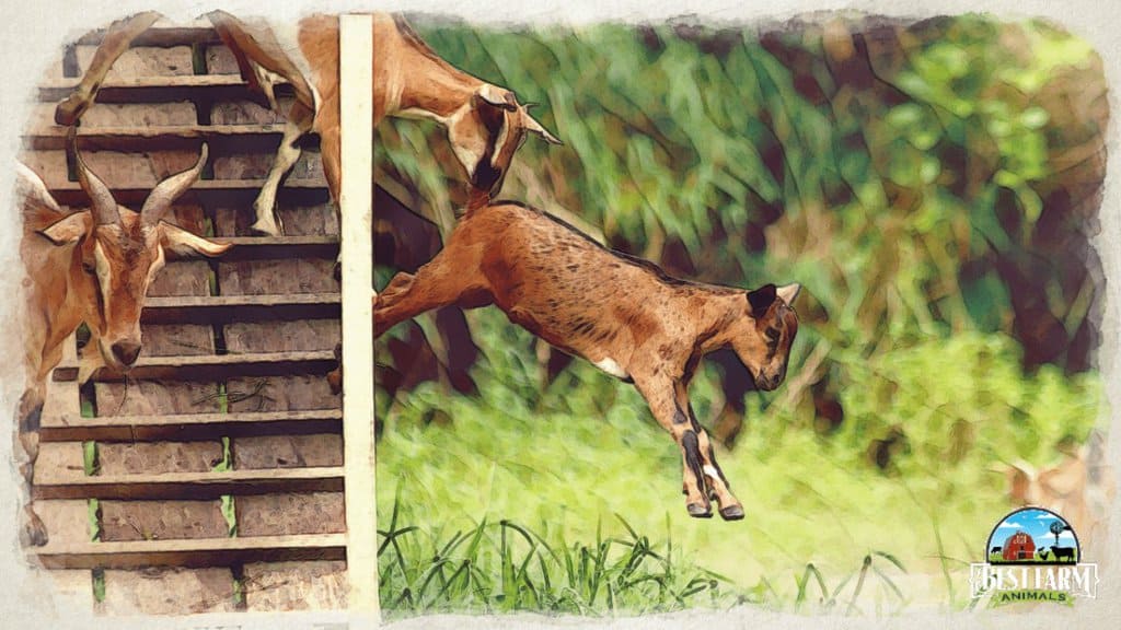 goat care requires good housing and a place for goats to play like these stairs DLX2,3,1 PS with logo