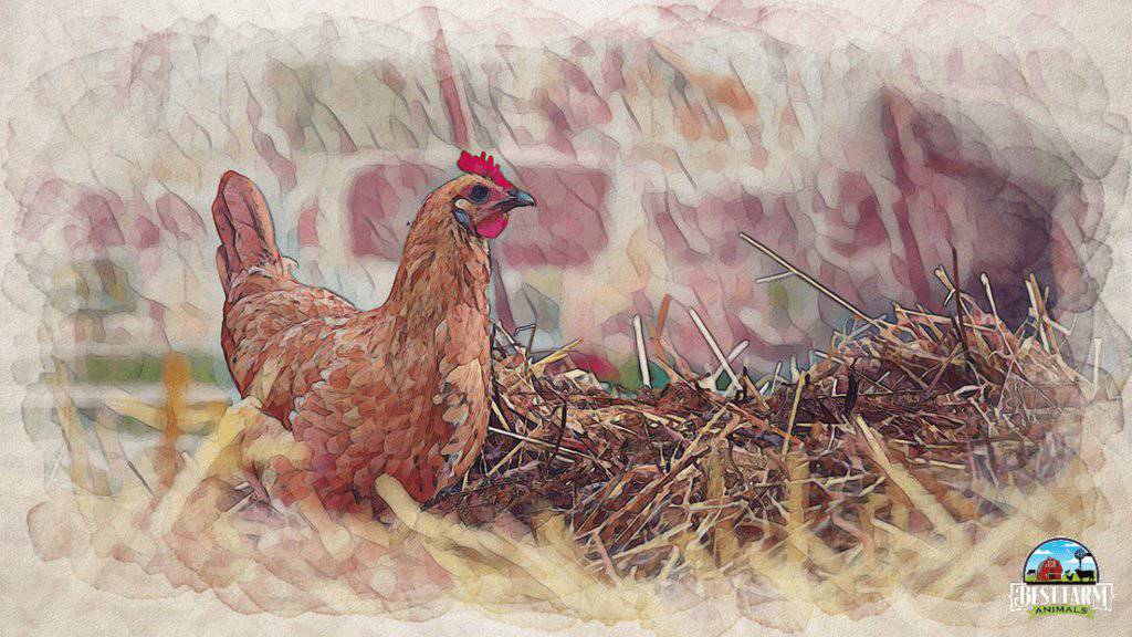 Hay and straw are often the most popular chicken bedding