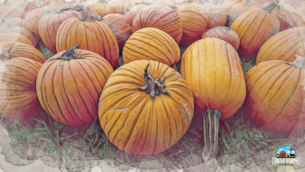 Pumpkins-are-a-good-source-of-protein-for-chickens-2-DLX2-PS