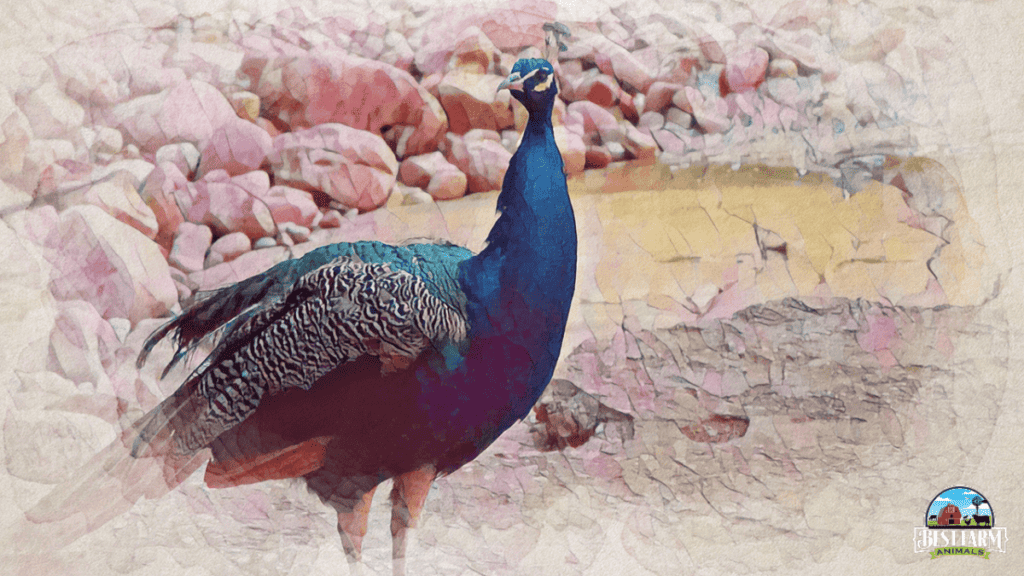 All peafowl require a secure, warm, and well-ventilated coop, even if you plan to free-range