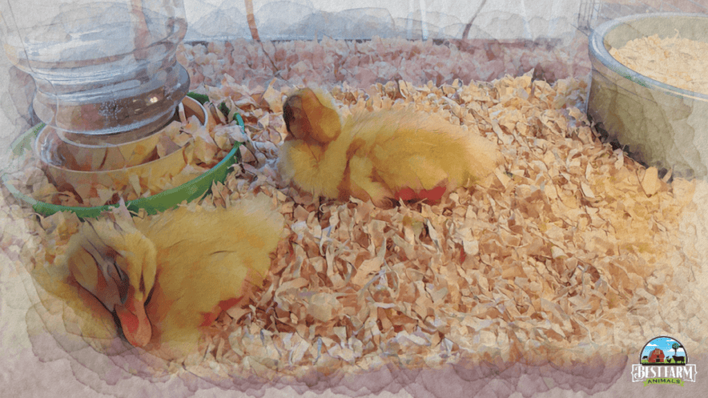 Duck brooder box Commercial brooders are common baby duck brooder with built-in features