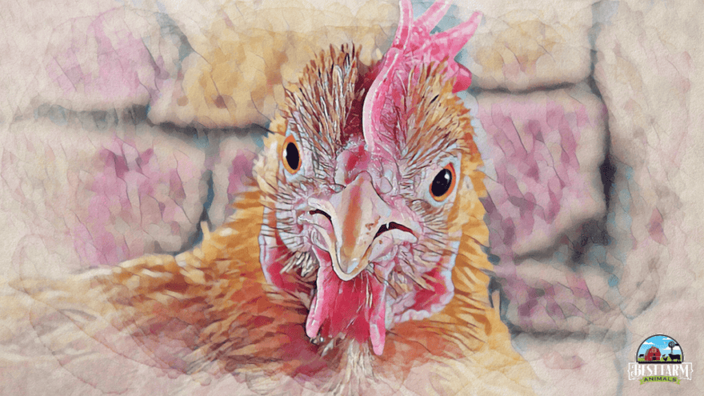 Keep Healthy chicken behavior involves being active, curious, and social
