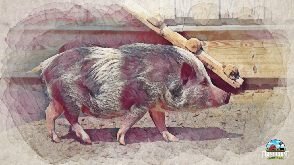 Kunekune pigs are one of the mildest breeds of pigs