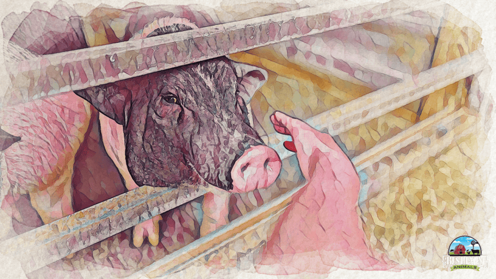 Potty Train a Pig in 5 Easy Steps