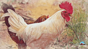 White Leghorn chickens are one of the top egg layers 1 2 DLX2 PS