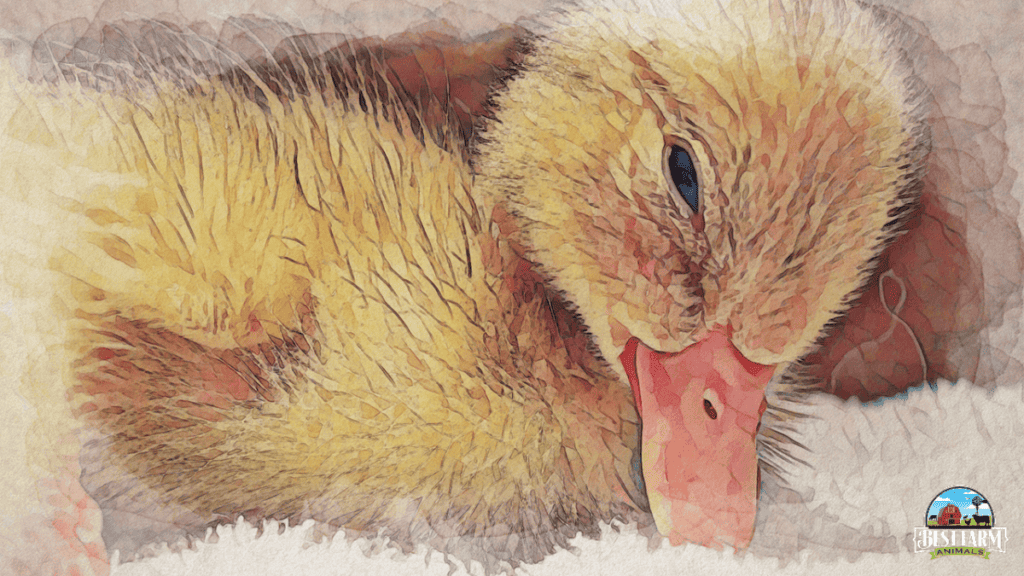 Survival blankets can help keep the brooder for ducklings warm