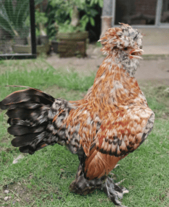 Sultan chickens are exotic