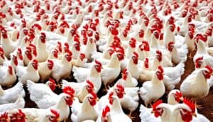 Factors Affecting Poultry Prices