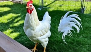 Sundheimer Chicken Care