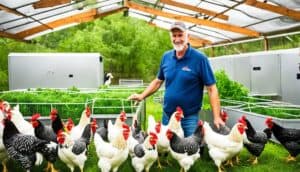 Wyandotte Chicken Breeders