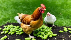 Can Chickens Eat Edamame Shells